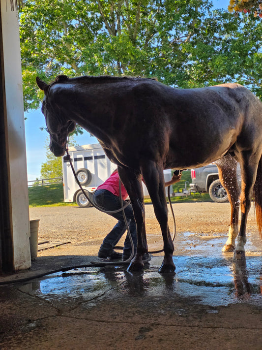 Summer Riding Essentials: What Every Equestrian Needs This Season