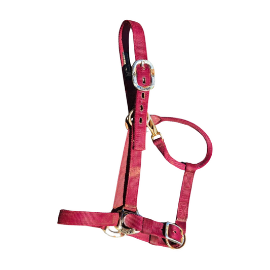 Big D Nylon Halter
